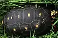 Détails de la carapace.