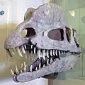Crâne de D. wetherilli.