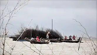 Transport de branchages pour l'installation d'acadjas.
