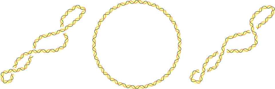 Trois topoisomères d'ADN : &nbsp;surenroulé négativement, relâché et surenroulé positivement