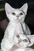 Devon rex blancs.
