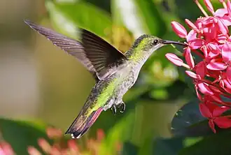 Description de cette image, également commentée ci-après