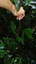 Rameau feuillé de Raputia aromatica en Montagne de Kaw (Guyane).