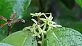 Fleur femelle âgée et jeune inflorescence de Sagotia racemosa