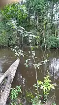 Pied de Malouetia tamaquarina au bord de la Mataroni (Régina, Guyane)