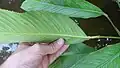 Feuilles de Spathiphyllum humboldtii (prédatées par les poissons)
