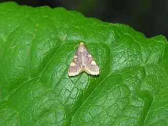 Description de cette image, également commentée ci-après