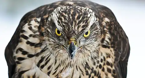 Photographie en gros plan d’un rapace posé, de face.