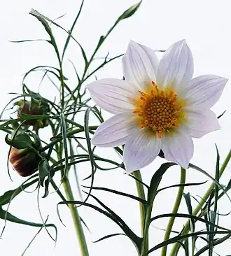 Description de l'image D RUPICOLAweb.jpg.