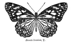 Croquis d'un papillon