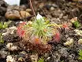 Drosera pedicellaris