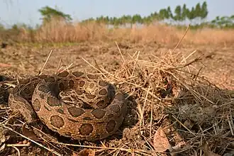 Daboia siamensis dans un champs, Thaïlande