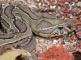 Tête de Daboia russelii