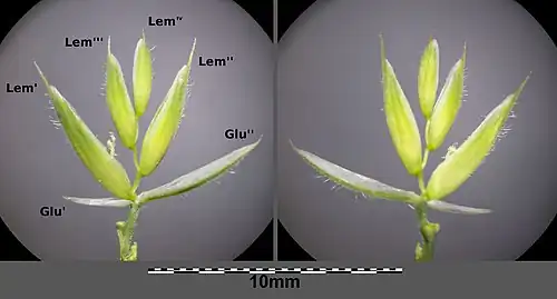 Épillet ouvert: (Glu) Glume, (Lem) Lemme