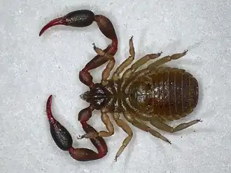 Description de l'image Dactylochelifer latreillii (36830209760).jpg.