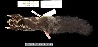 Description de l'image Dactylopsila megalura.jpg.