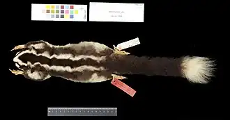 Description de l'image Dactylopsila tatei,Skin Dorsal.jpg.