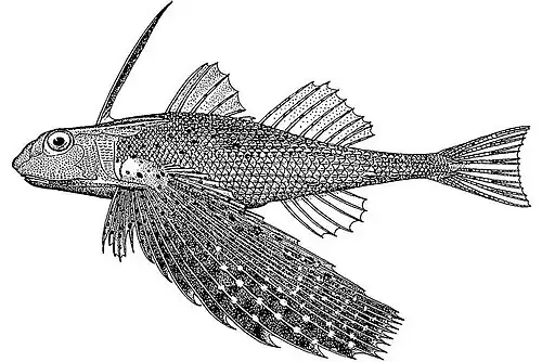 Dactyloptena peterseni