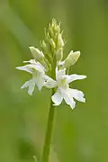 Dactylorhiza fuchsii var. alba