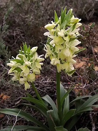 Description de l'image Dactylorhiza romana mount Hermon.jpg.
