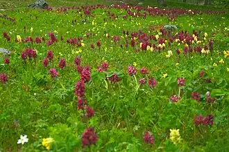 Tapis d'orchidées alternant jaune et pourpre.