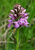 L'orchis des sphaignes.