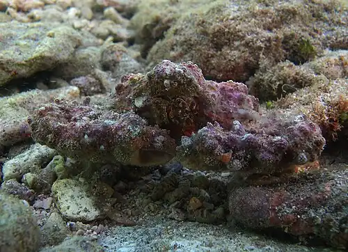 Description de cette image, également commentée ci-après