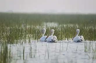 Des pélicans frisé au sanctuaire d'oiseaux de Nalsarovar, un site Ramsar. Le Gujarat est une zone d'hivernage importante.