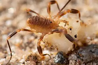 Description de l'image Dalquestia rothorum, central Arizona.jpg.