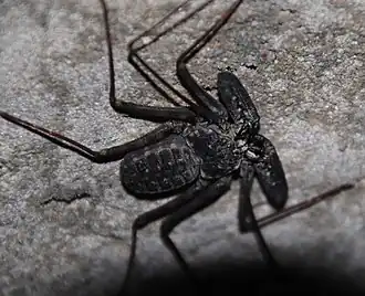 Description de l'image Damon annulatipes.jpg.