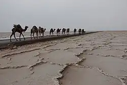 La plaine de sel de la Dépression de Danakil.