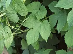 Humulus lupulus var. lupulus.