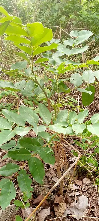 Description de l'image Daniellia olivera au Bénin, Djougou.jpg.
