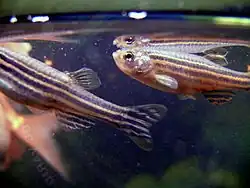 Danio rerio