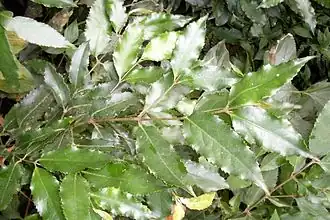 Description de cette image, également commentée ci-après