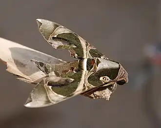 Description de l'image Daphnis hypothous Laos 2.jpg.