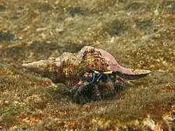 Un bernard-l'ermite des récifs (Dardanus lagopodes)