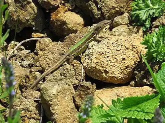 Description de l'image Darevskia alpina.jpg.