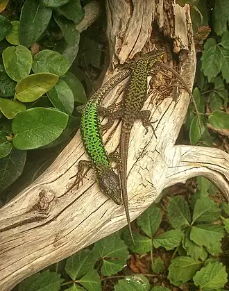 Description de l'image Darevskia caucasica.jpg.