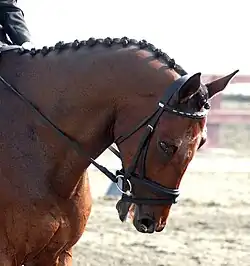 Tête d'un cheval bai monté, l'encolure pliée avec le chanfrein en dessous de la position verticale.