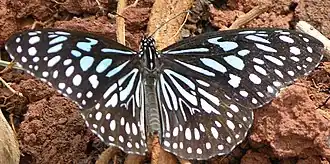 Description de l'image Dark blue tiger sec.jpg.