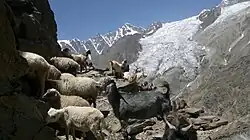 Troupeau de chèvres à flanc de montage