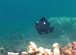 Dascyllus trimaculatus