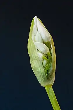 Une future inflorescence d'Allium ursinum.