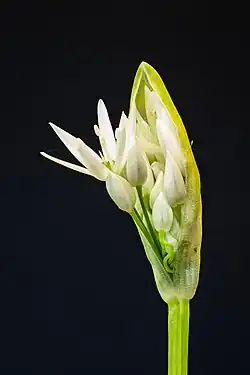L'inflorescence éclot. Avril 2022.