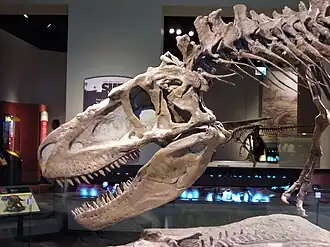 Crâne vu de profil de Daspletosaurus.