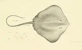 Description de l'image Dasyatis hastata.jpg.