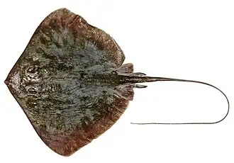 Dasyatis parvonigra
