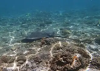 De dos, à la Réunion.