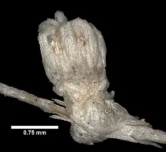 Description de l'image Dasygorgia spiculosa (YPM IZ 078701) 002.jpeg.